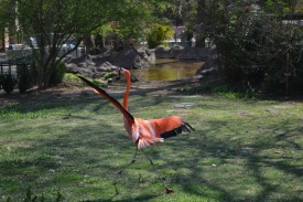 Flamingo on the run!